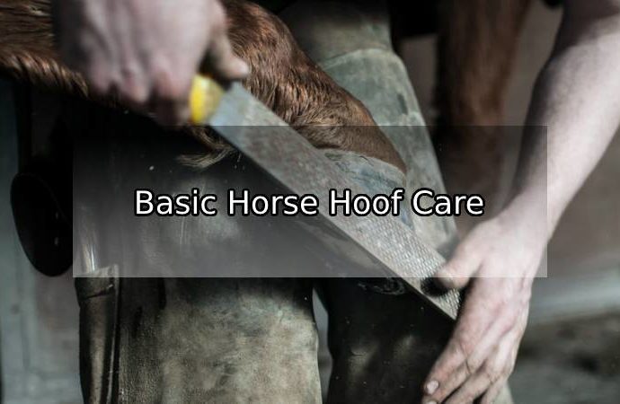Basic Horse Hoof Care