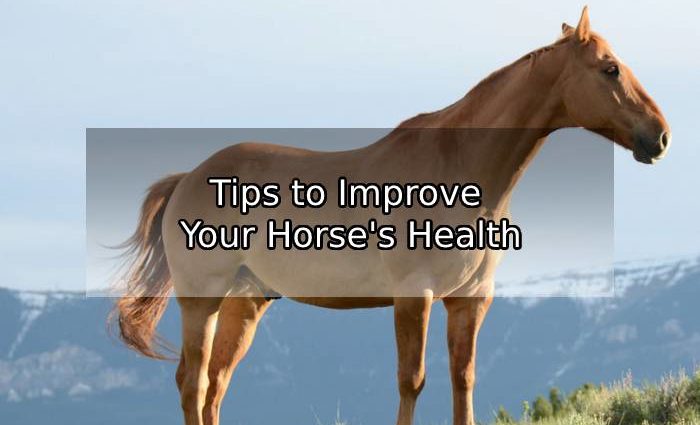 Horse Health Care How-Tos