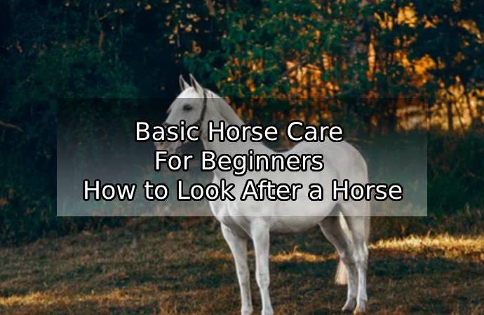 Basic Horse Care For Beginners – How to Look After a Horse