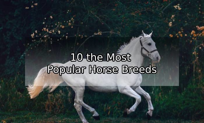 What are the Most Popular Horse Breeds