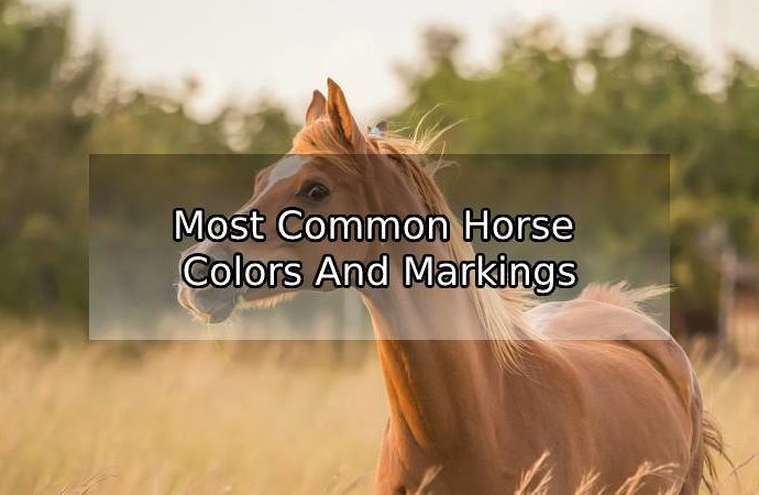 Most Common Horse Colors And Markings