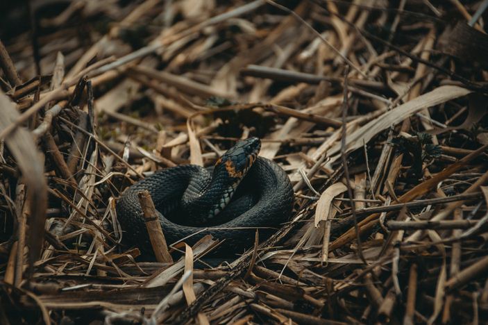 A Snake on the Brown Dried Leaves
