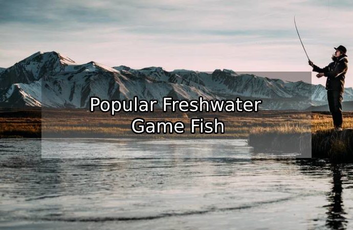 Popular Freshwater Game Fish